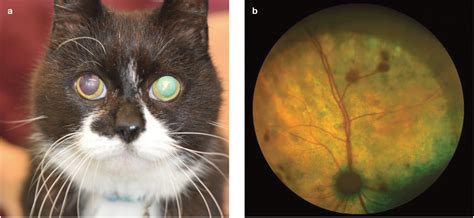 cat ophthalmology tear test|cat retinal degeneration.